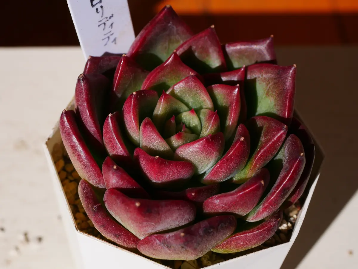 【70％OFF】 フロリディティ｜園芸日記byうめ｜みんなの趣味の園芸｜429232 その他多肉植物
