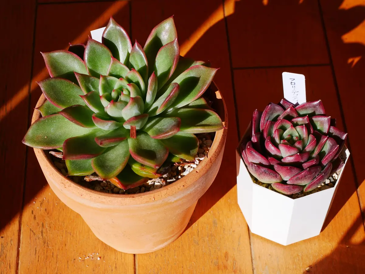 フロリディティ｜園芸日記byうめ｜みんなの趣味の園芸｜429232