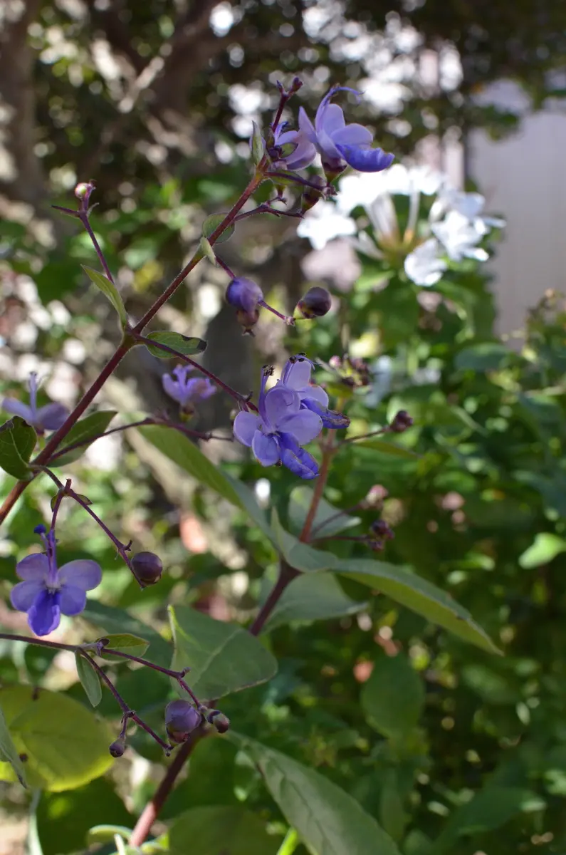 クレロデンドルム・ウガンデンセの冬越し｜園芸日記byあけゆくや