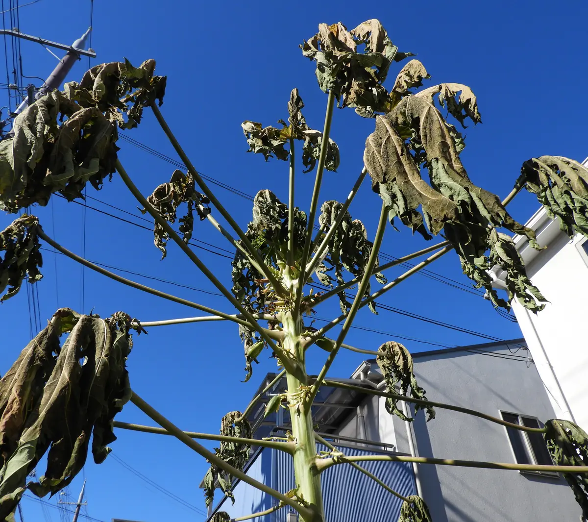 パパイヤここまでか。。。｜園芸日記byくく｜みんなの趣味の園芸