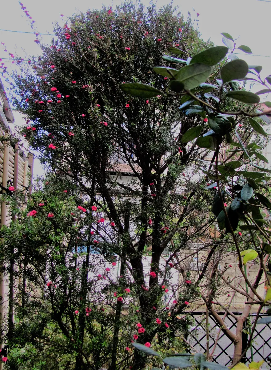 ギョリュウバイ｜園芸日記byねむりねこ｜みんなの趣味の園芸｜430788