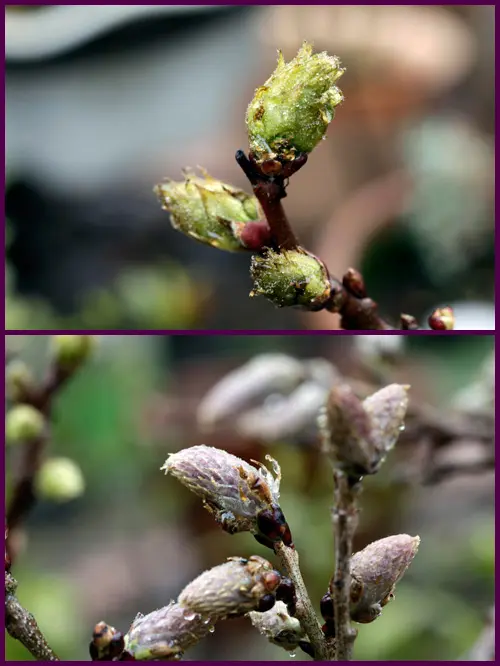 大きくなったつぼみ 藤｜園芸日記byぼなみ｜みんなの趣味の園芸｜4309