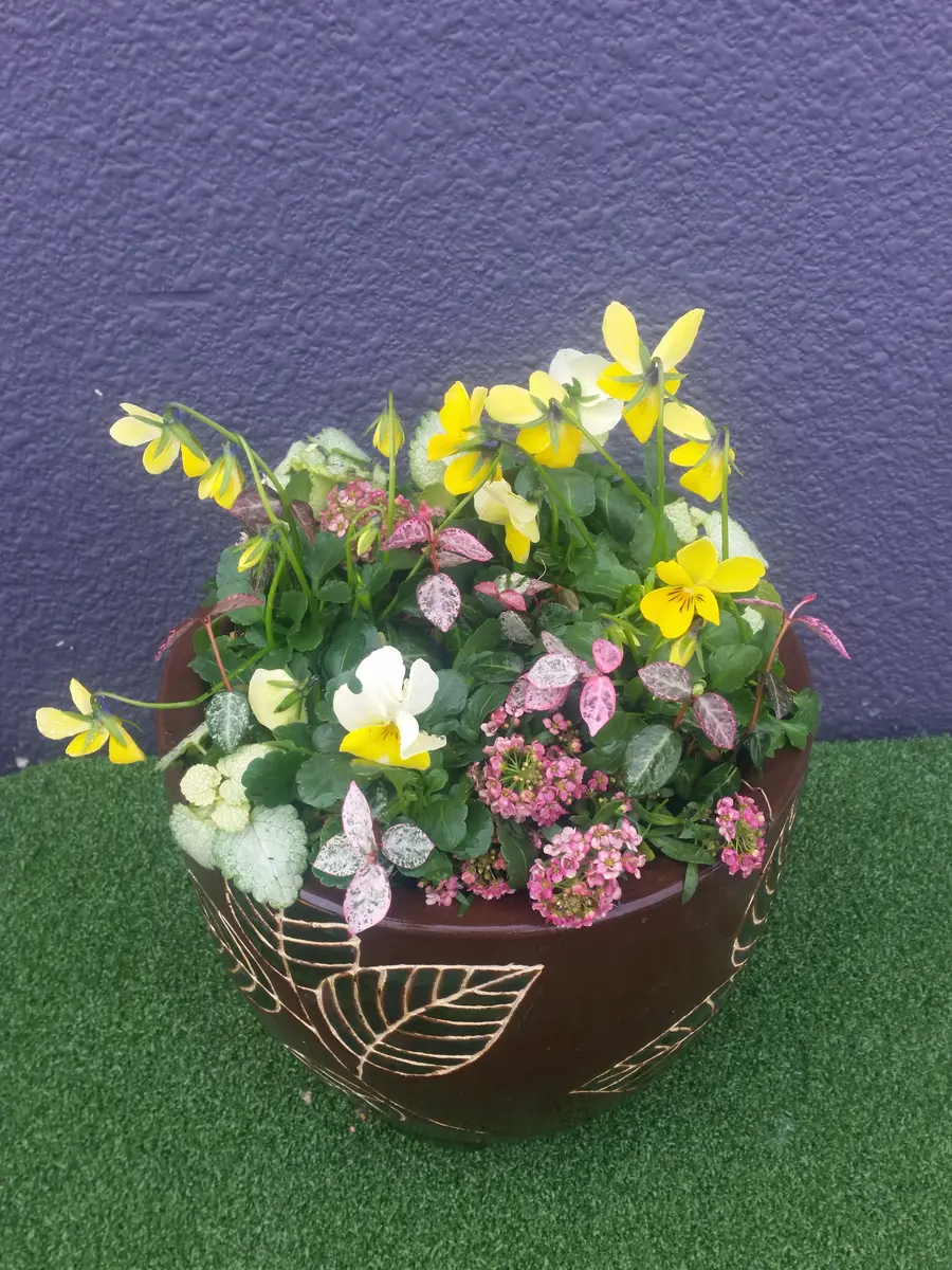 寄せ植え2点 1点もの】多肉植物の寄せ植え（ホワイトポット） | アトリエ華