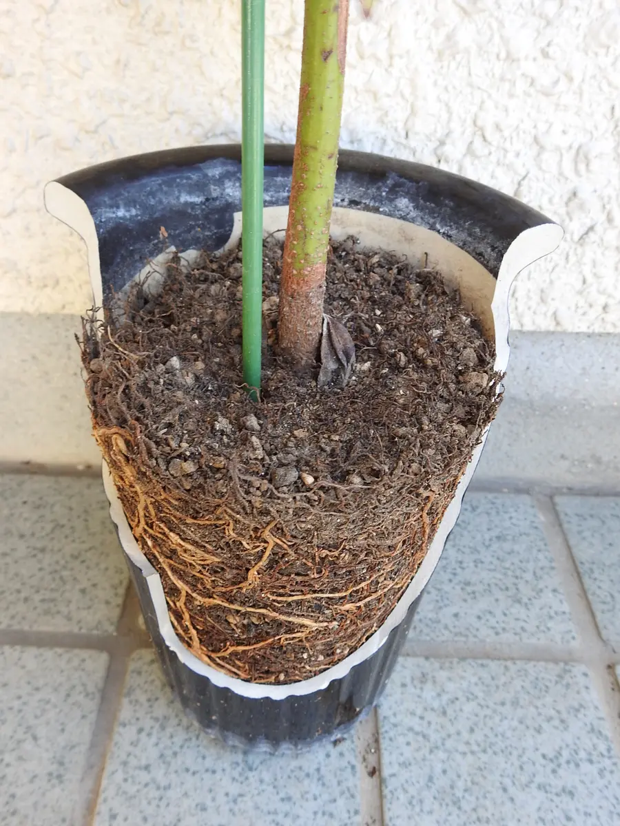 鉢割れてアボカド植え替え｜園芸日記byあけマサ｜みんなの趣味の園芸