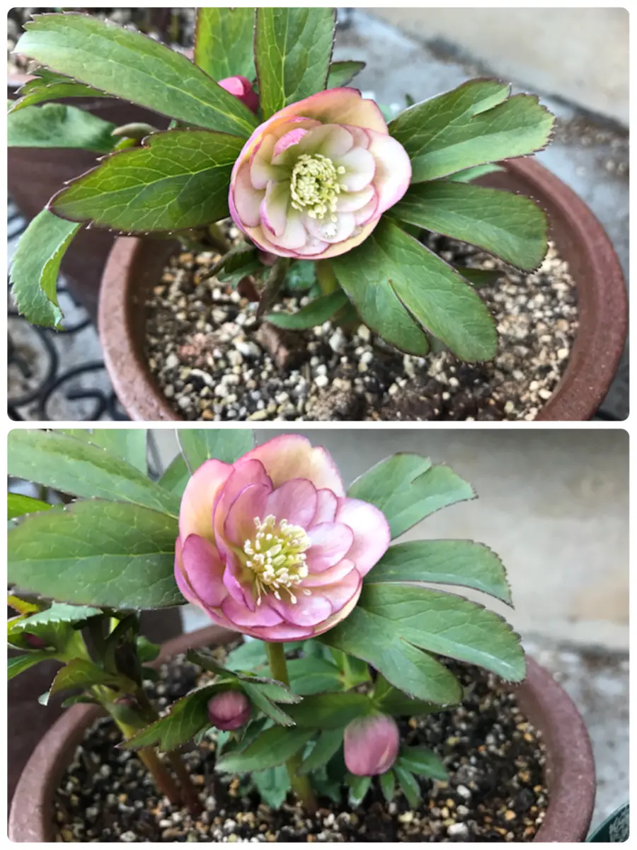 【激安セール】 ウィンターシンフォニーアプリコット咲く｜園芸日記byみほママ 花