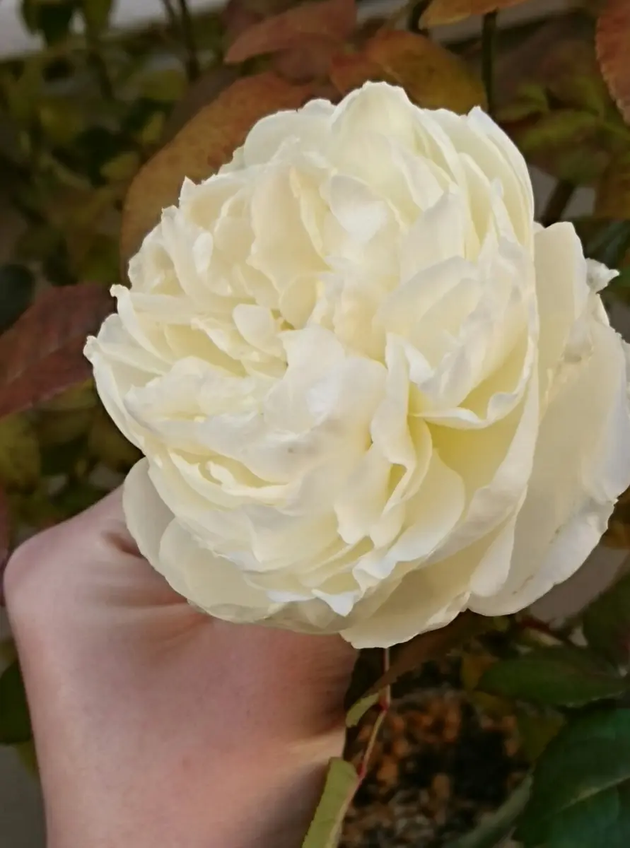 冬に咲くバラ🌹｜園芸日記byりりんご｜みんなの趣味の園芸｜434189