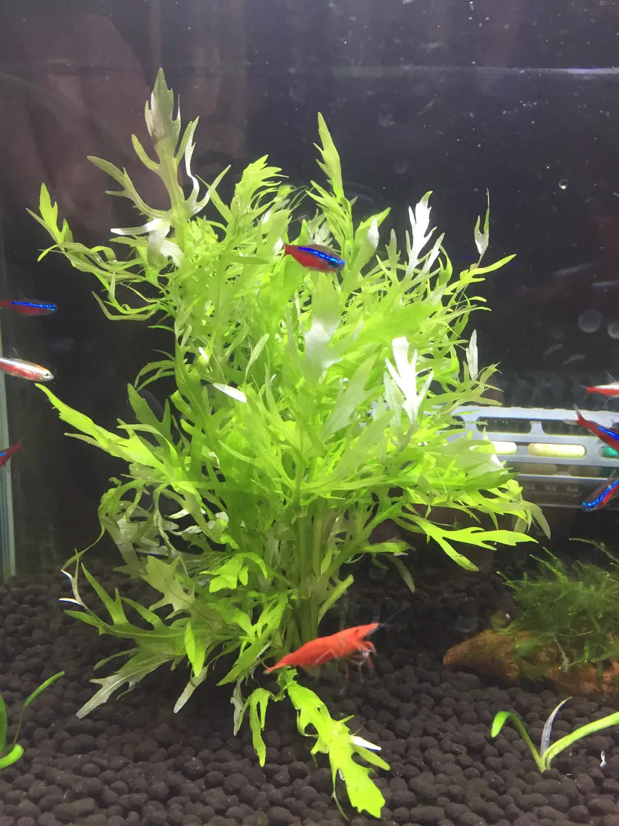 水草水槽｜園芸日記byふみえ｜みんなの趣味の園芸｜434390