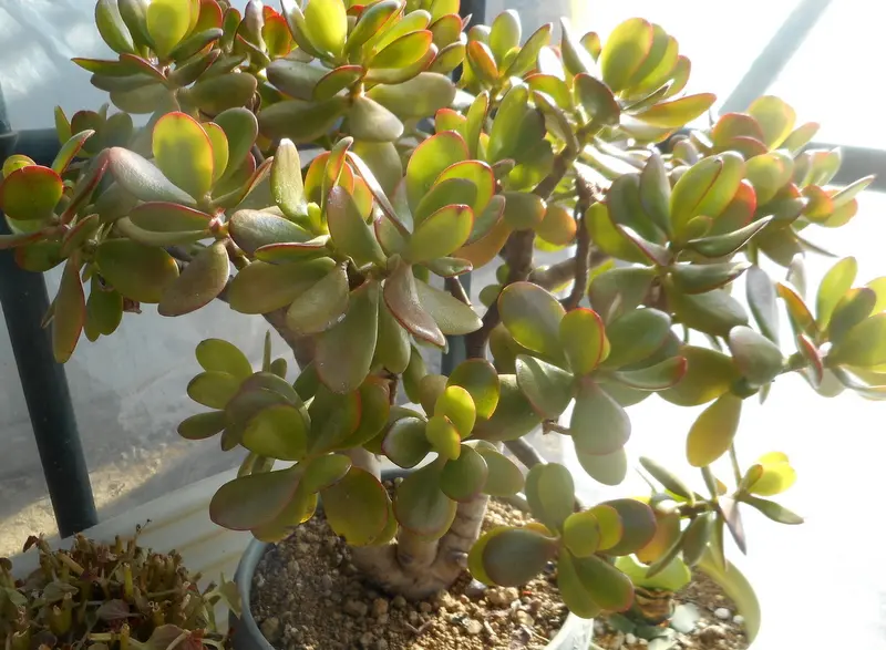 アエオニウム ムーンバースト。｜園芸日記by愛は花。｜みんなの趣味の