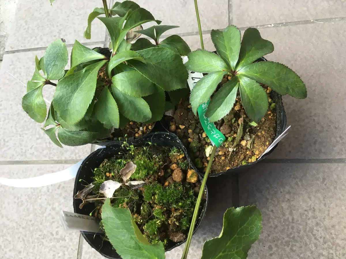 大木ナーセリーの苗が届きました。｜園芸日記byおりゅう｜みんなの趣味