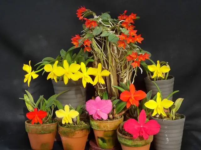 旧ソフロニティス属4種｜園芸日記byこんちゃん｜みんなの趣味の園芸