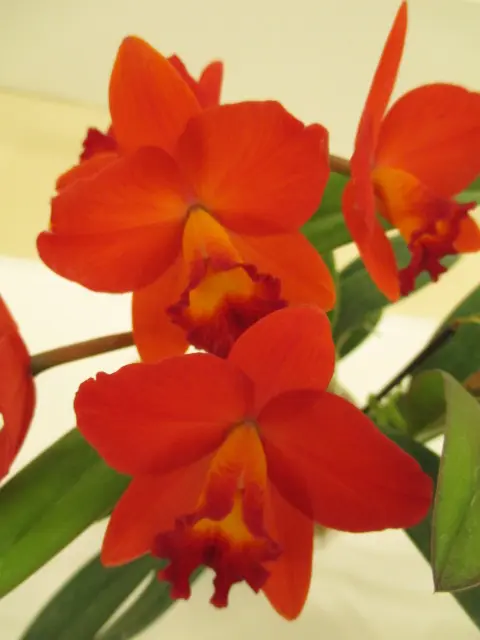 色とりどり…カトレア。｜園芸日記by牡牛座のゆうき(旧:タウラスゆうき