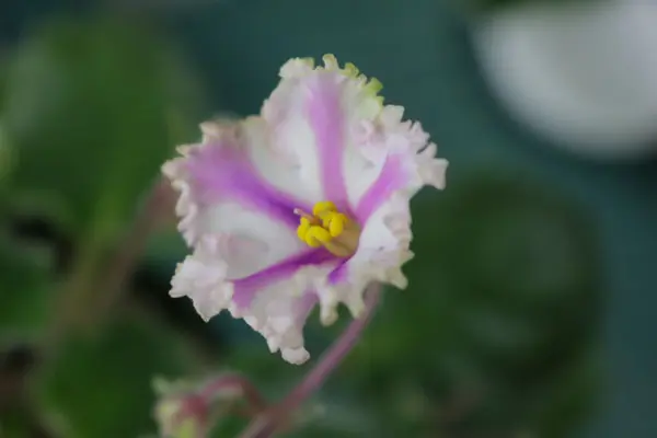 パリジェンヌ キメラ 普通種｜園芸日記byお花2432｜みんなの趣味