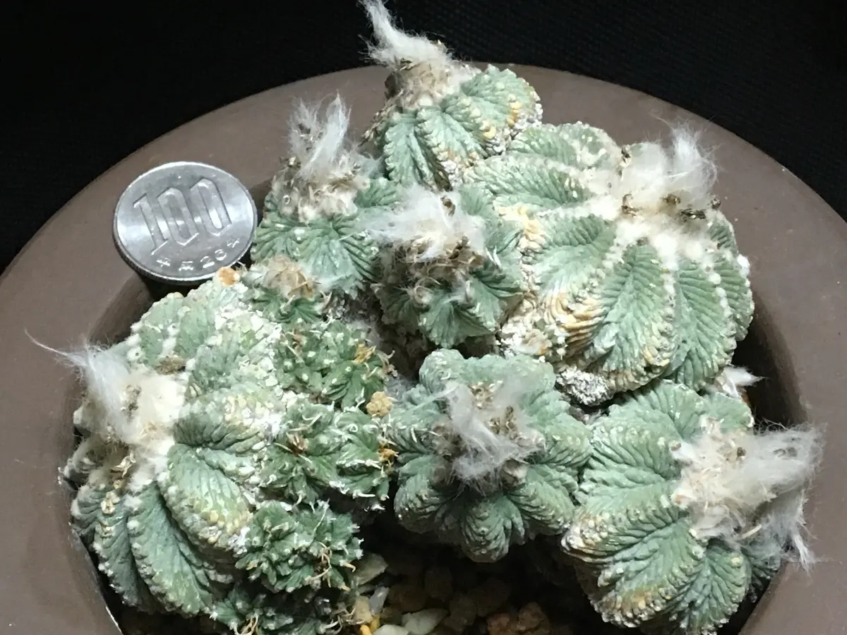 ふ*た様 ◆オークション　花籠　発根済　サボテン　多肉植物 ふ*た様 ◇オークション 花籠 発根済 サボテン 多肉植物 i