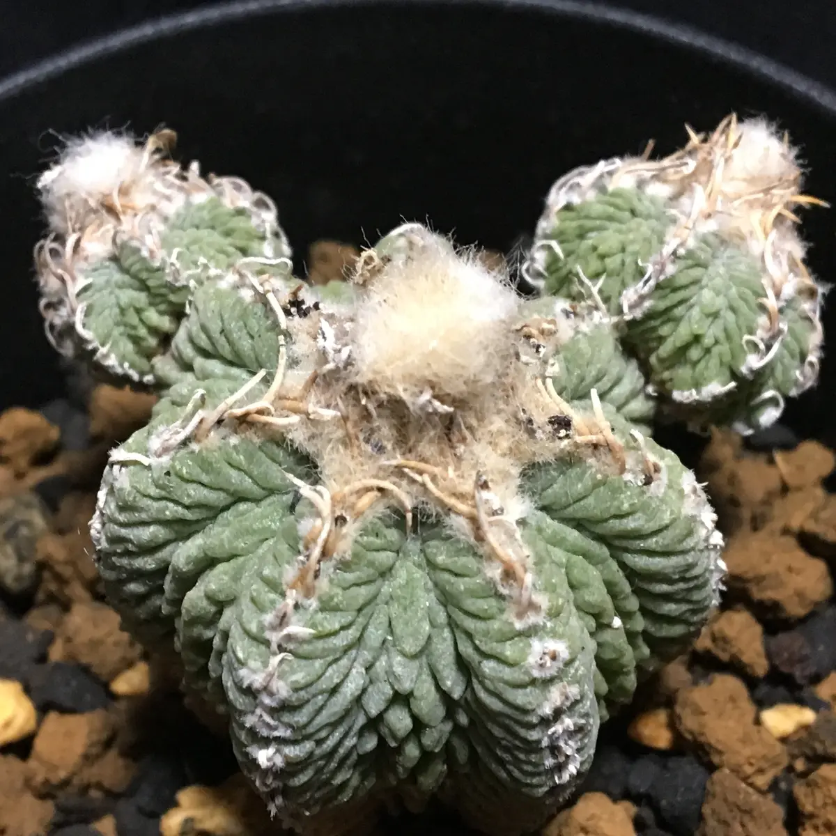 ふ*た様 ◆オークション　花籠　発根済　サボテン　多肉植物 2025年最新】サボテン 花籠の人気アイテム - メルカリ