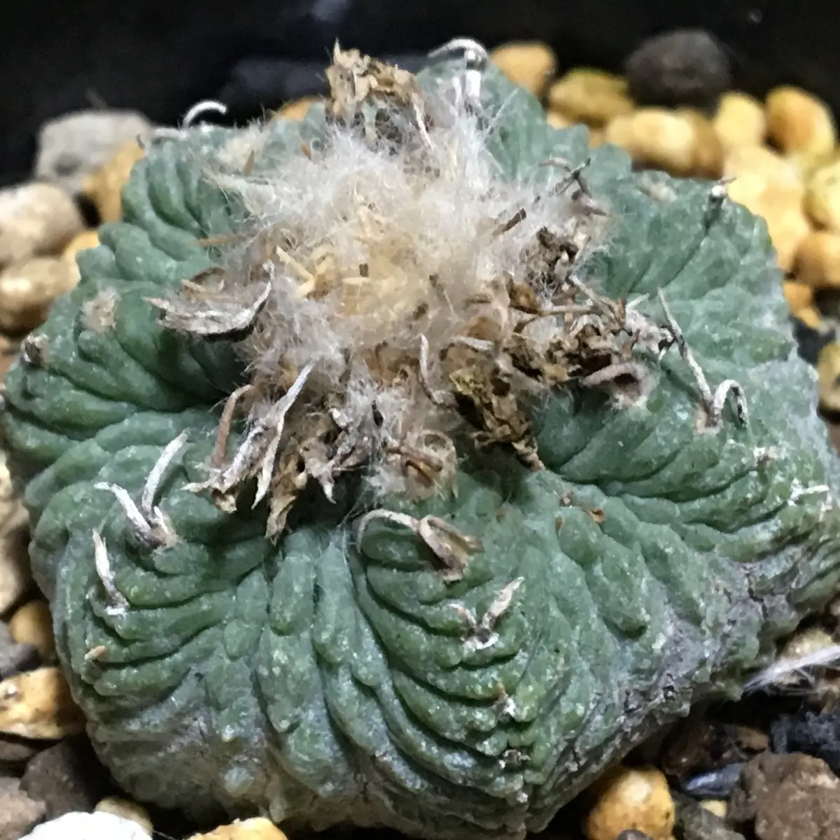 💀💦やっちまった花籠｜園芸日記by湯島臥牛｜みんなの趣味の園芸