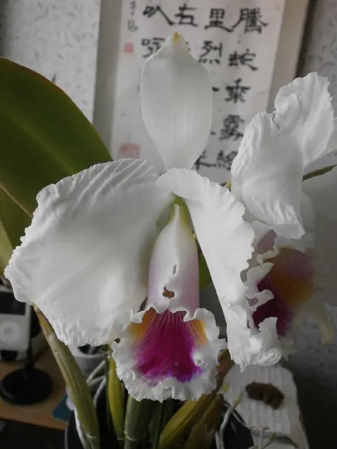 C.trianaesemi-alba'Okada'｜園芸日記byオランジュ