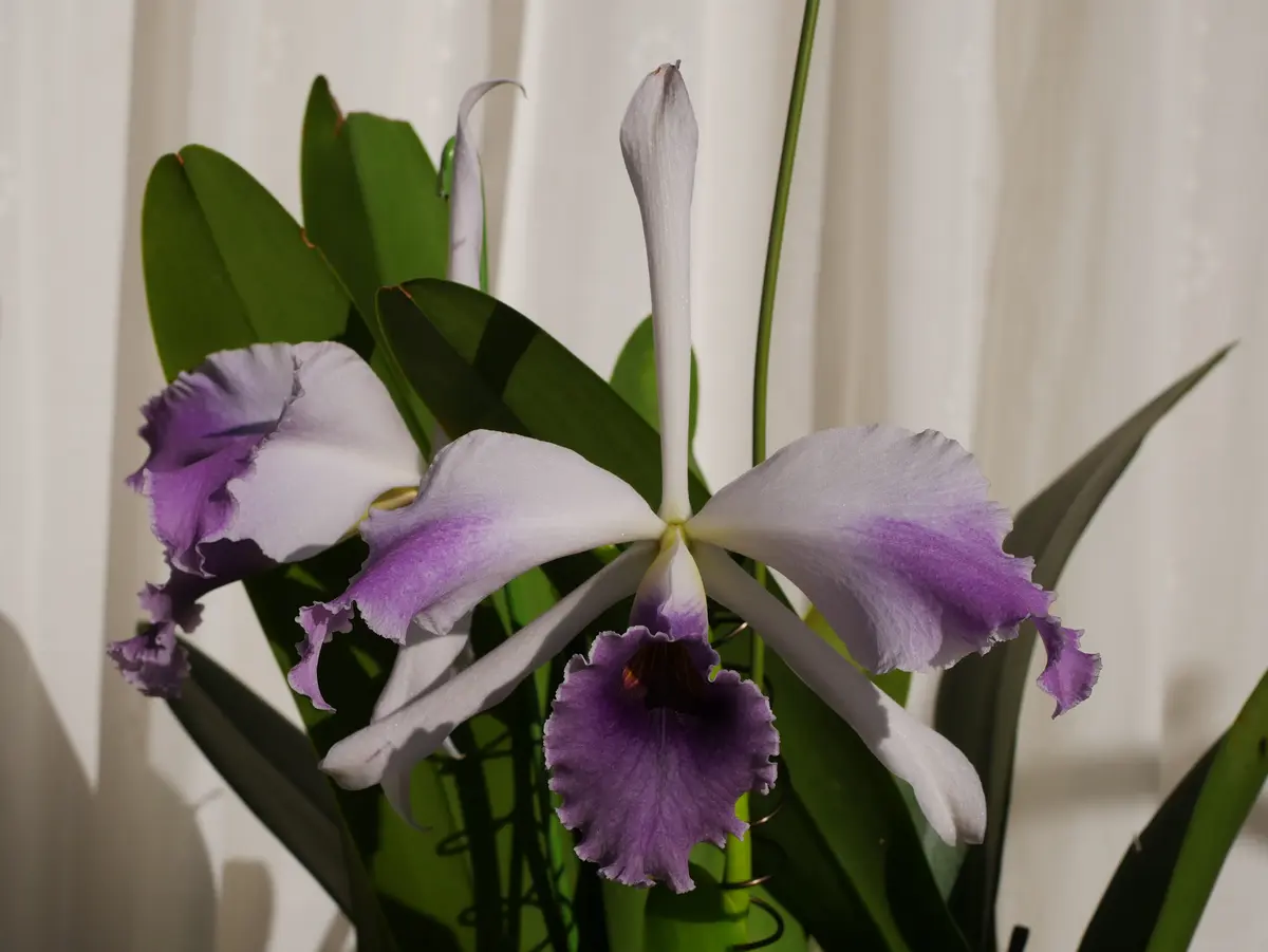 洋ラン【開花見込株】カトレア シージーロブリング ブルー