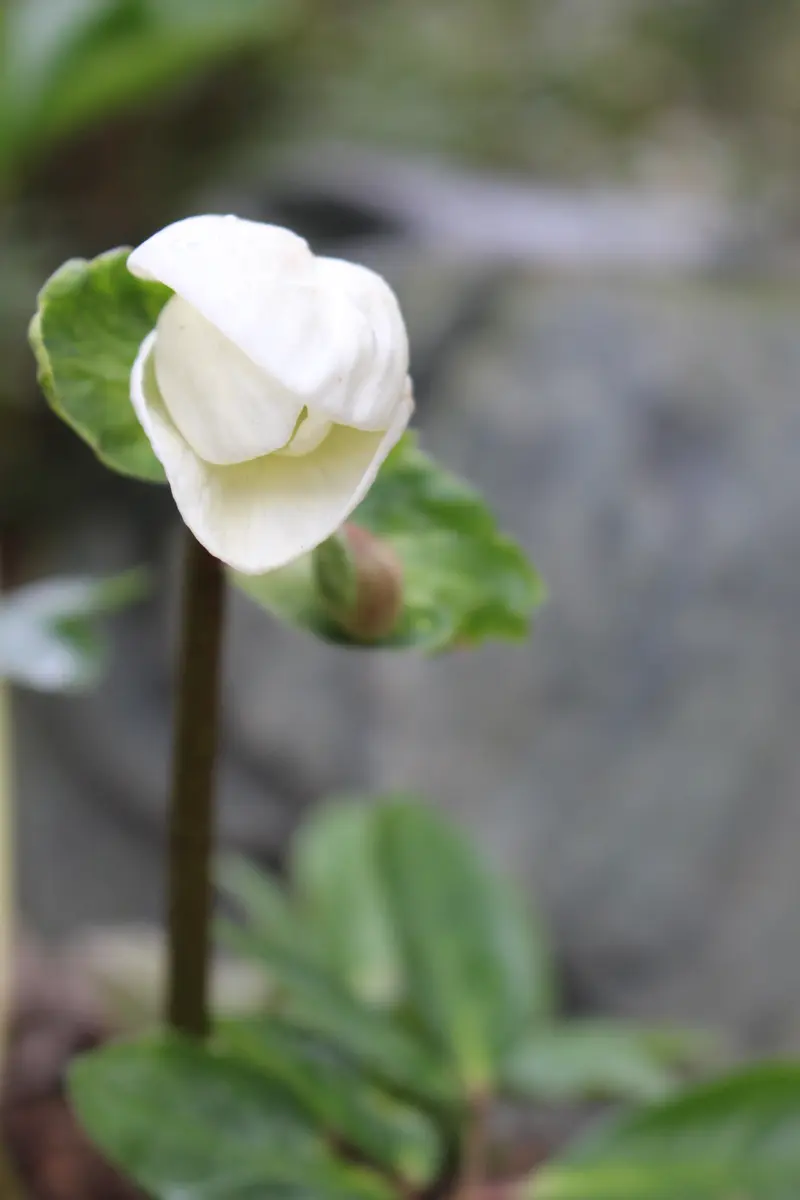 雪の中の雪割草|園芸日記byホワイトホワイト|みんなの趣味の 雪の中の雪割草|園芸日記byホワイトホワイト|みんなの趣味の