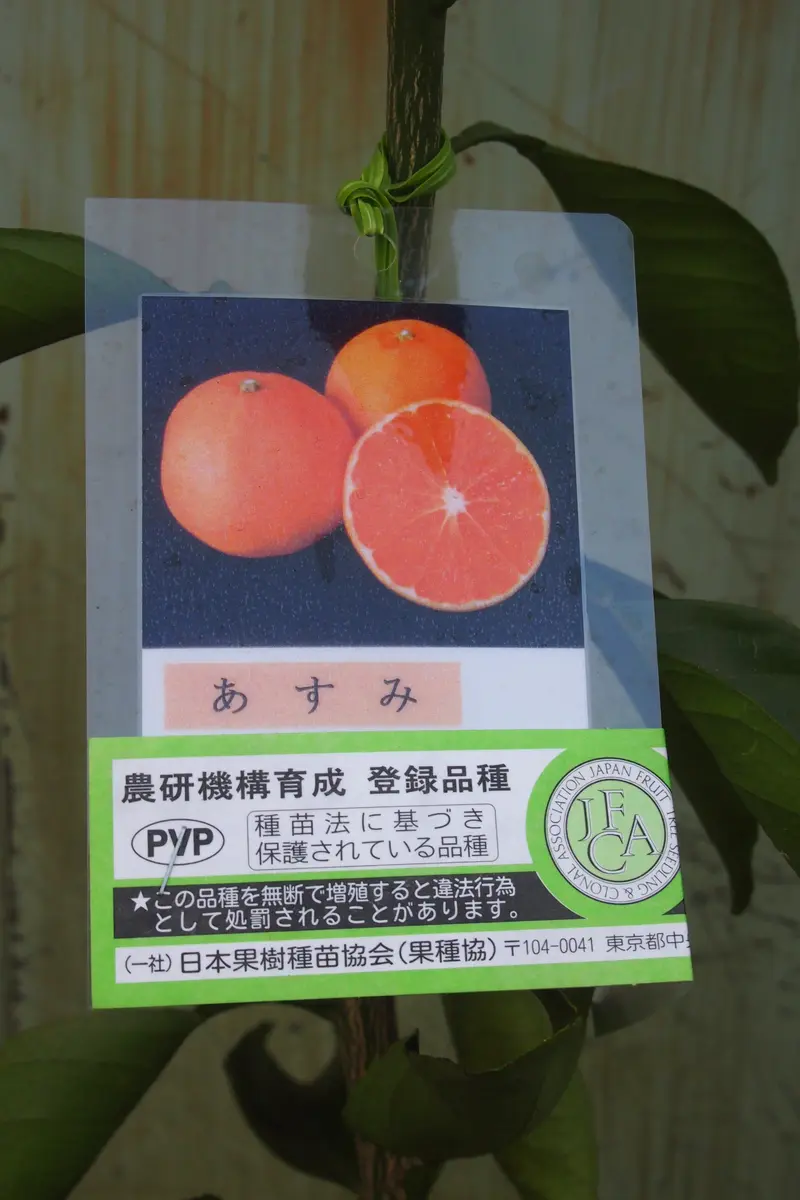 ①あすみ 4年生 苗木 登録品種 （みかん 苗木 【津之輝 （つの