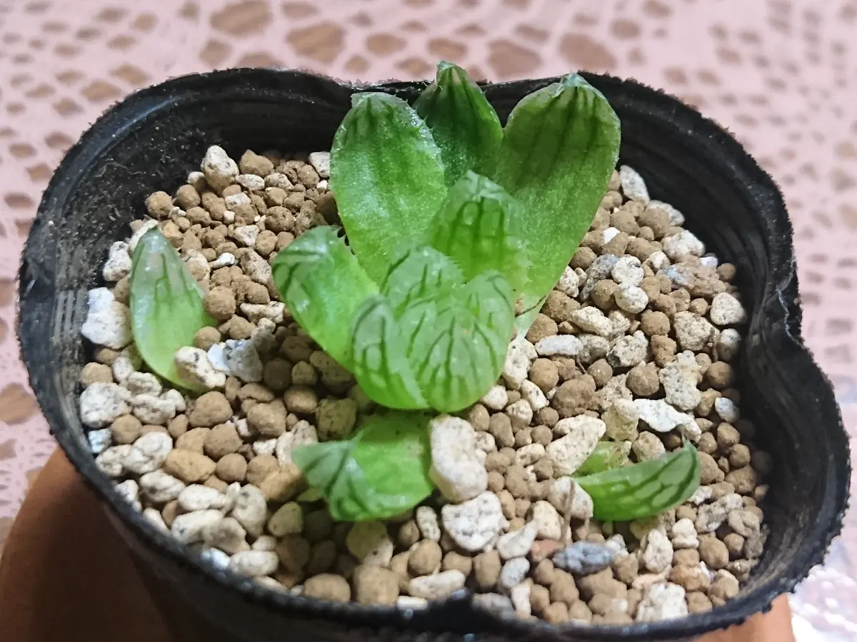 ５５％以上節約 たった2日の初恋でしたm(。≧Д≦。)m｜園芸日記byあづき その他多肉植物