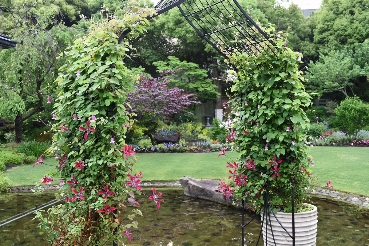 えみ　希少　クレマチス　５号　アーチ仕立て　春 クレマチスのアーチ〔写真1枚目〕-天野麻里絵さんの日記｜みんなの趣味