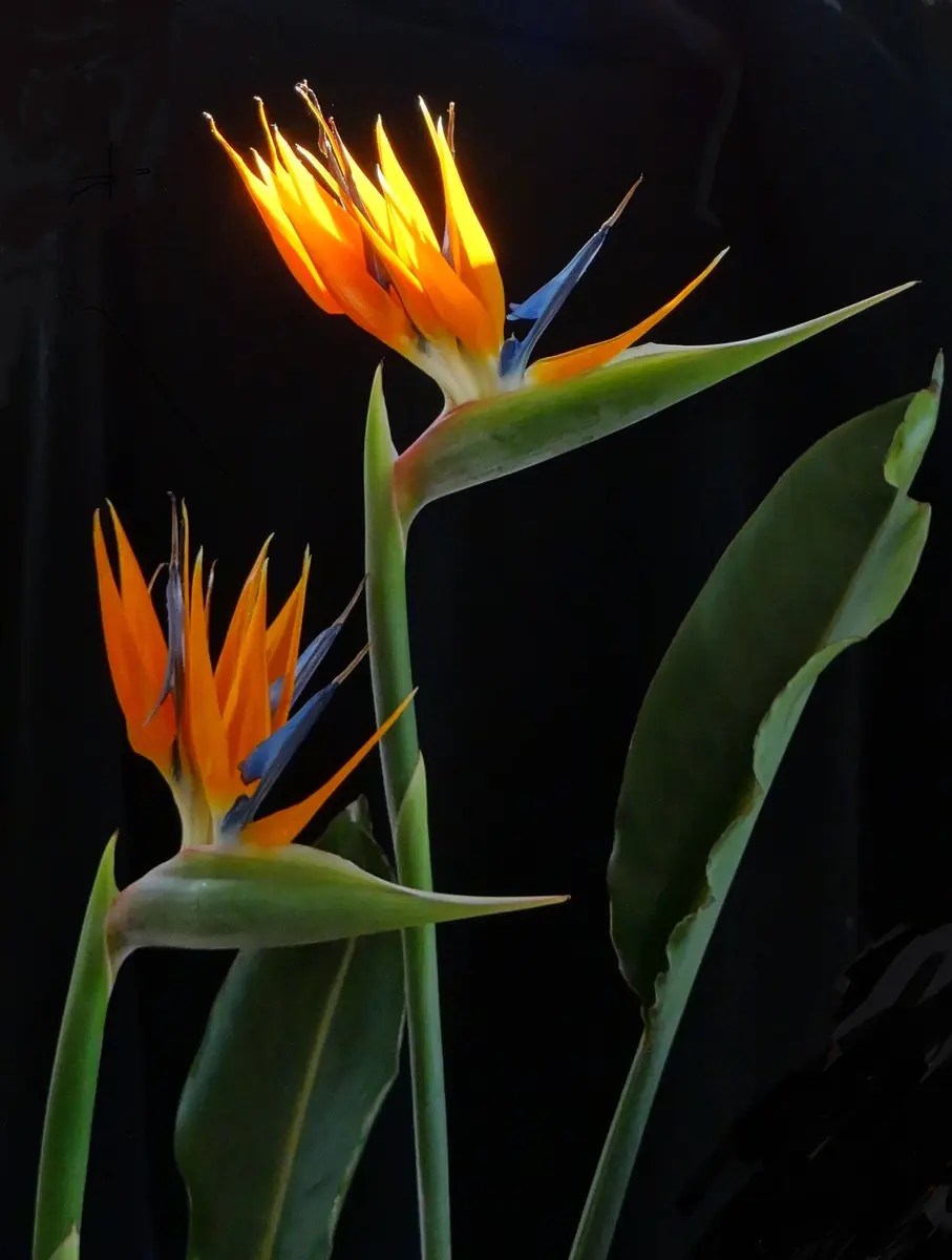 寄り添う極楽鳥花〔写真2枚目〕-小春さんの日記｜みんなの趣味の園芸