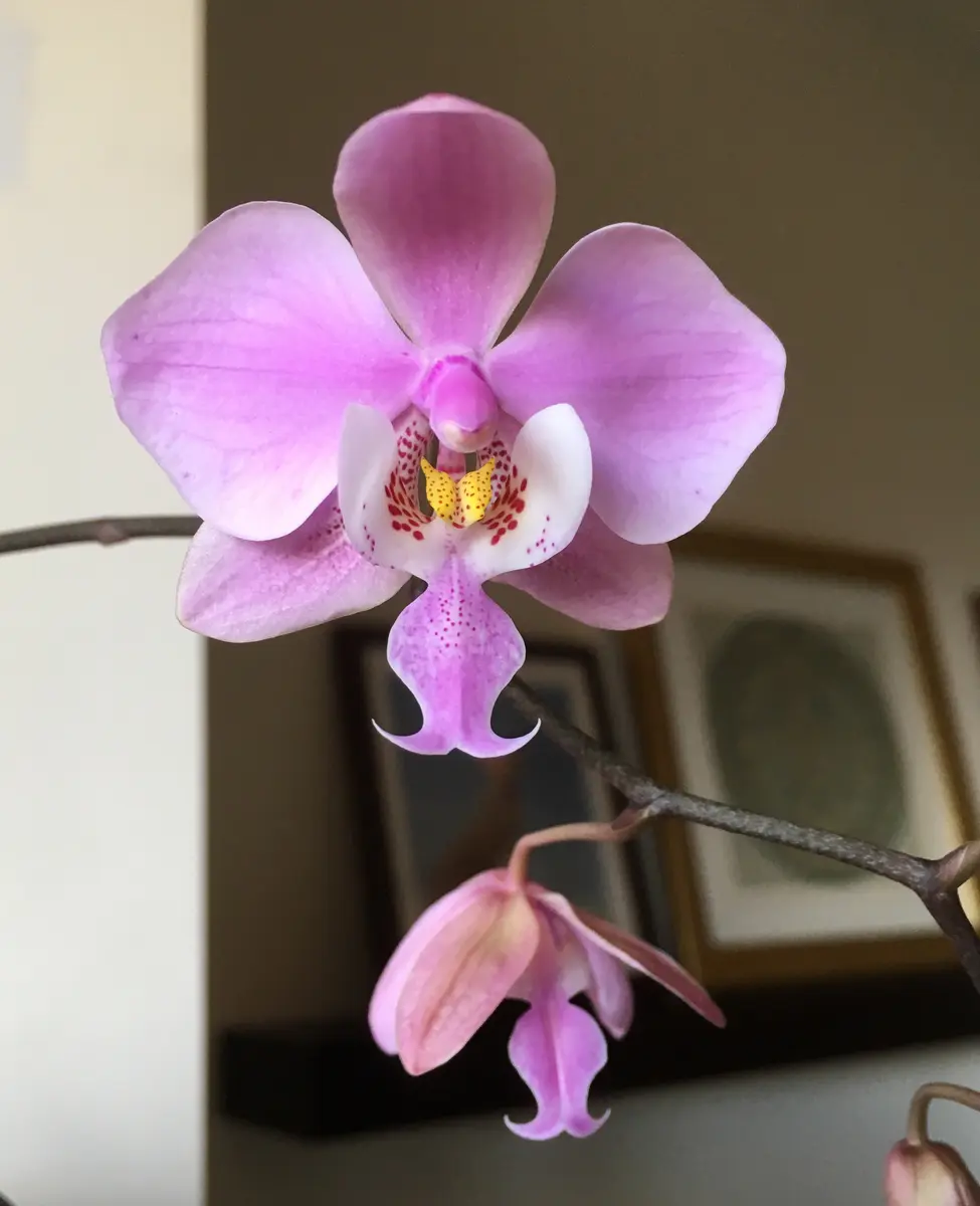 Phal.schillerianaの日記一覧|mo'moさんの園芸日記-みんなの趣味