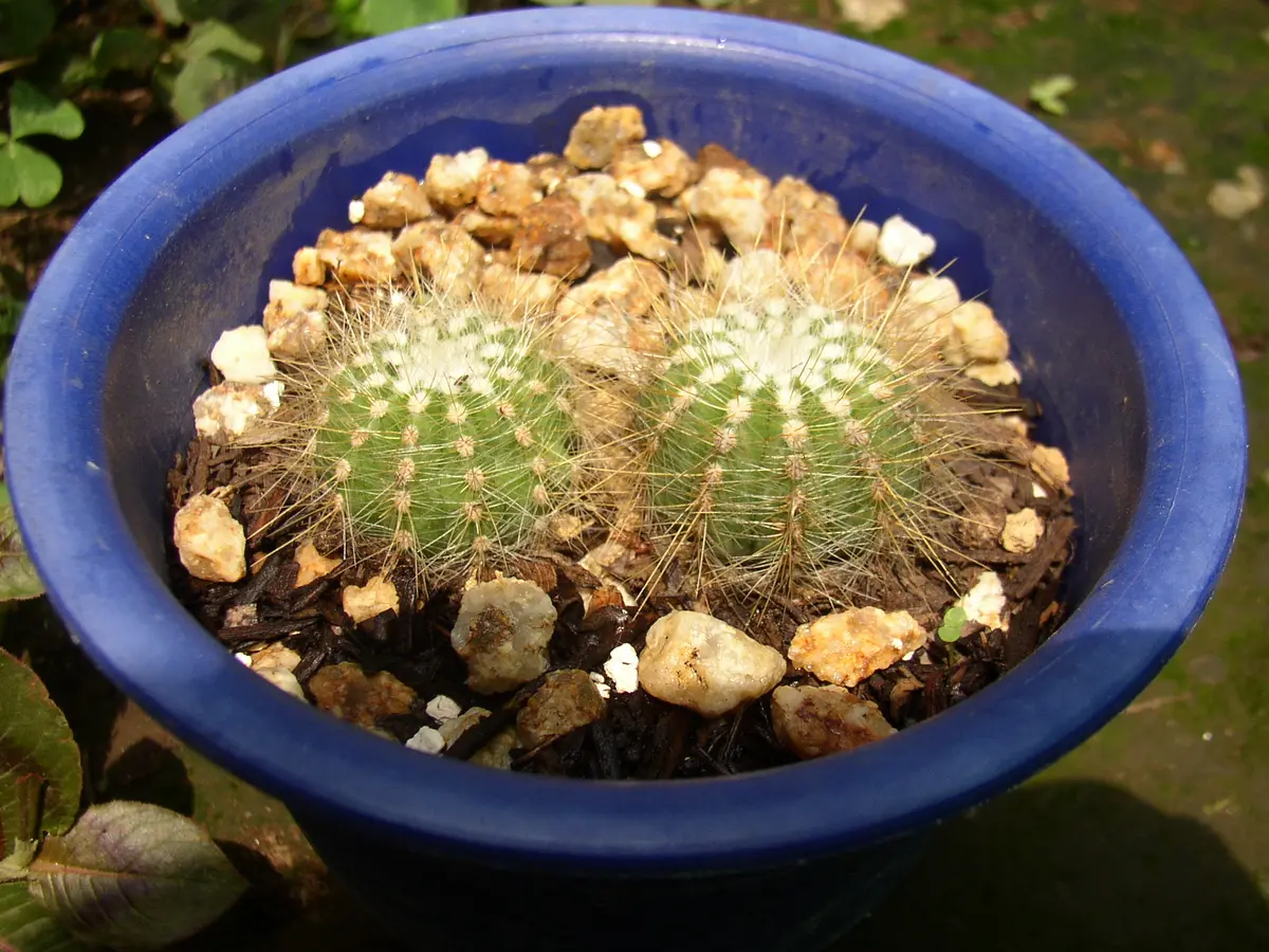 山渓鉢 石付き 溶岩石 雲山石 植木鉢 多肉植物 サボテン 一点物 盆栽