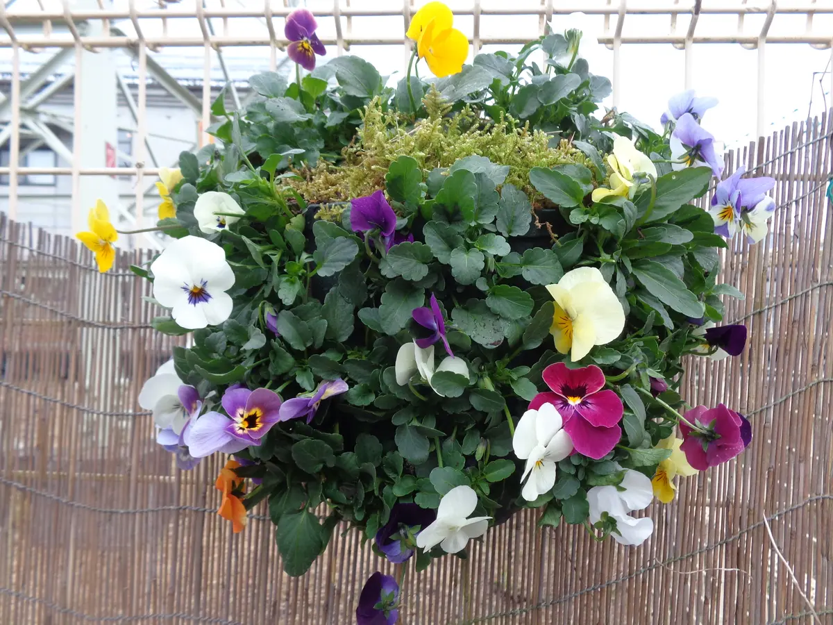 ビオラだけのハンギング寄せ植え｜園芸日記byやっぱり花が好き