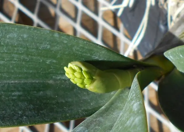 タイミンセッコク蕾｜園芸日記byはなそうさ（花匝瑳）｜みんなの