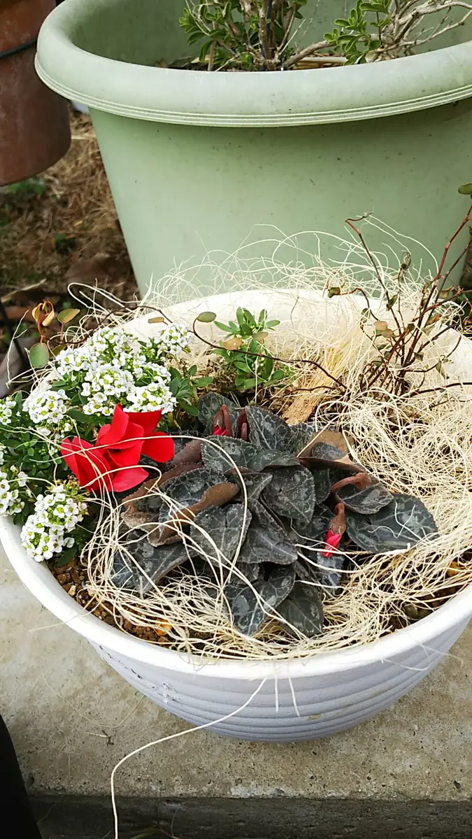 ココヤシファイバーでリメイク｜園芸日記byレイナ｜みんなの趣味の園芸