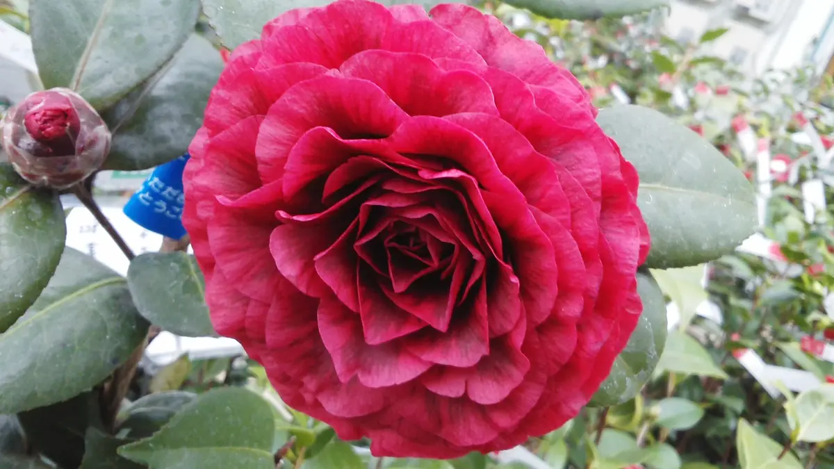 金華美女｜園芸日記byさいちぇん｜みんなの趣味の園芸｜442713