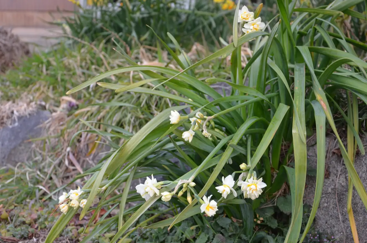 八重咲日本水仙｜園芸日記by赤いハナミズキ｜みんなの趣味の園芸｜443984
