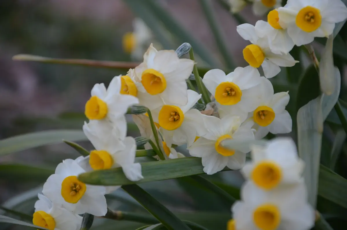 八重咲日本水仙｜園芸日記by赤いハナミズキ｜みんなの趣味の園芸｜443984