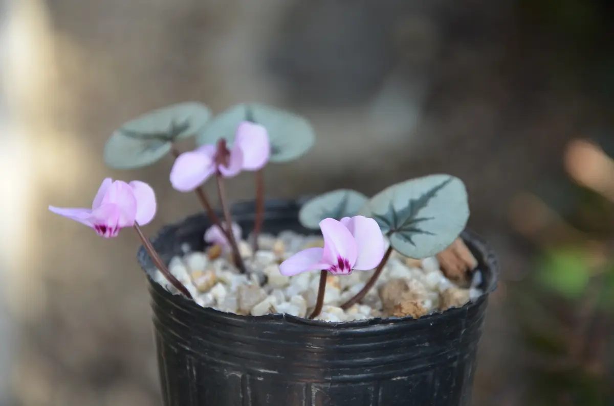 冬咲きの原種シクラメン…コウム｜園芸日記byTOKO｜みんなの趣味の園芸