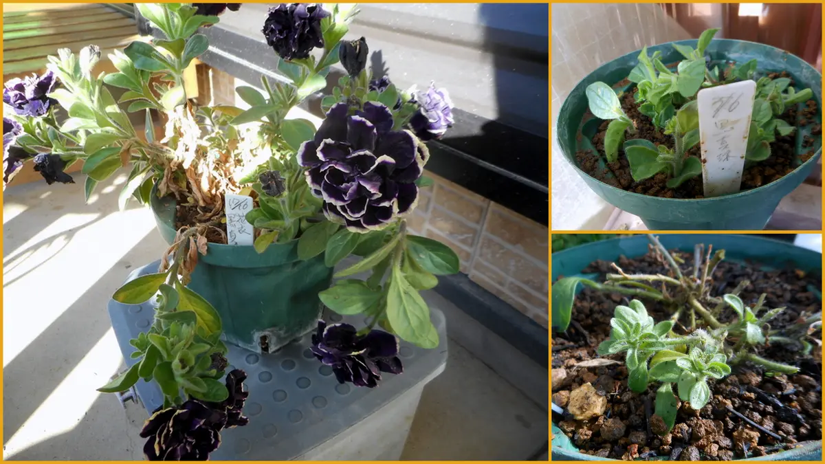 ペチュニア黒真珠の挿し木。｜園芸日記by愛は花。｜みんなの趣味