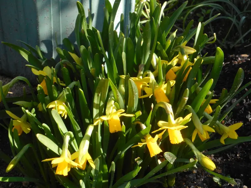 黒真珠薔薇挿し木様の枝 バラ 黒真珠｜桐子 TO-KO