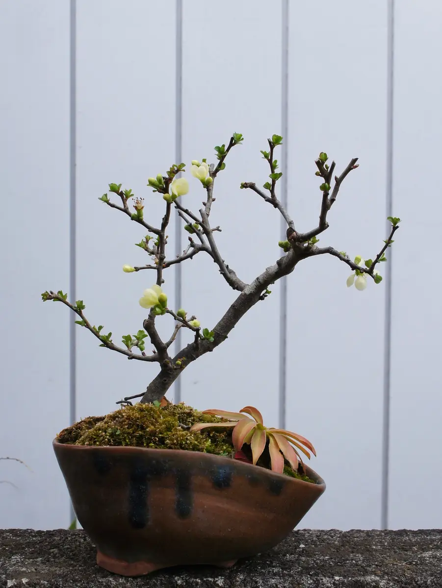 長寿梅 帯化紫陽花 雪割草の様子｜園芸日記byよっこら｜みんなの趣味の
