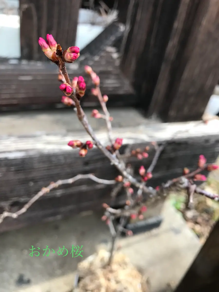 希少 古木感上々 迫力ある足元 オカメ桜 おかめ桜 太幹の模様木
