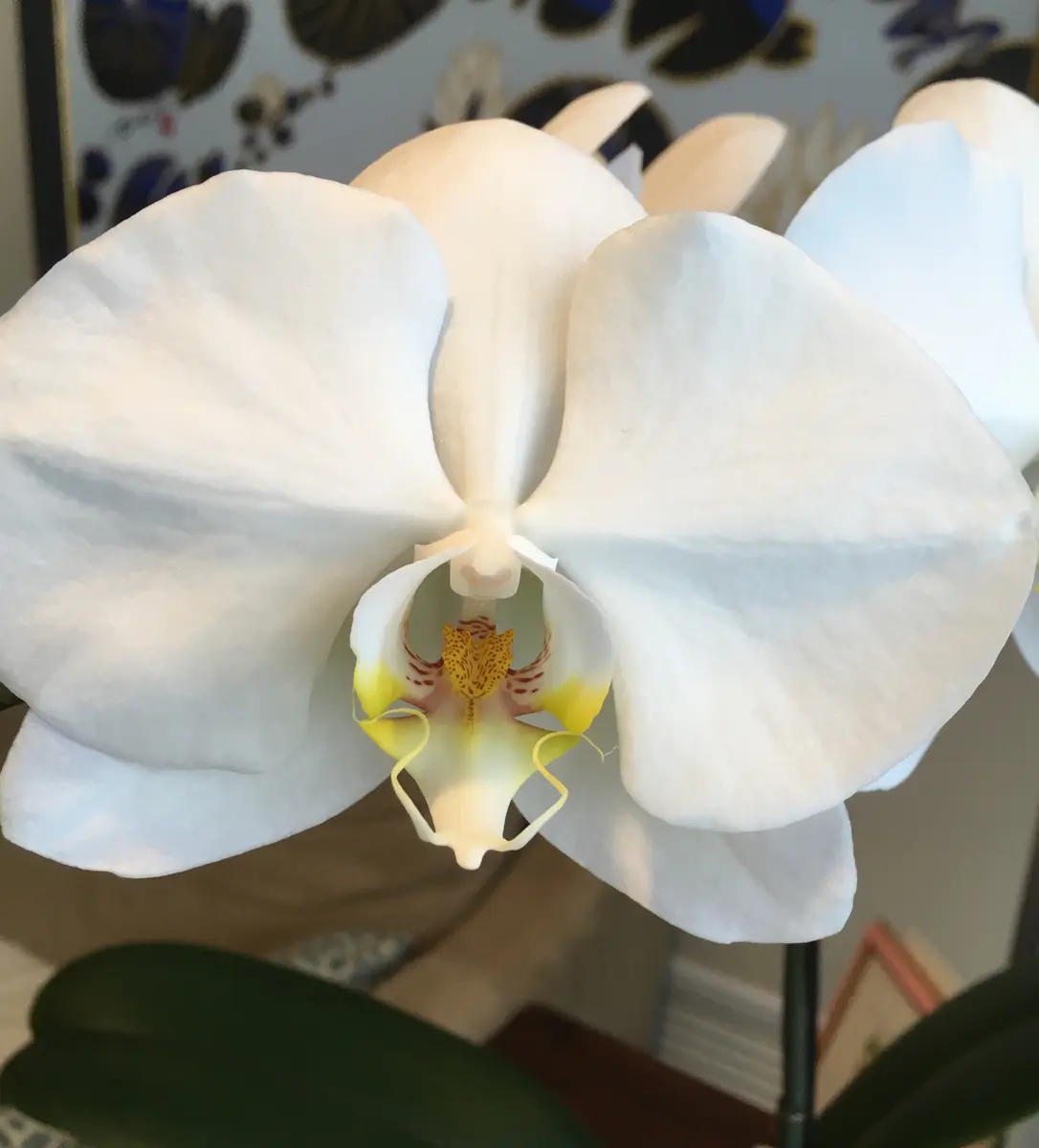 SogoYukidian'V3':再び開花中｜園芸日記bymo'mo｜みんなの趣味の園芸