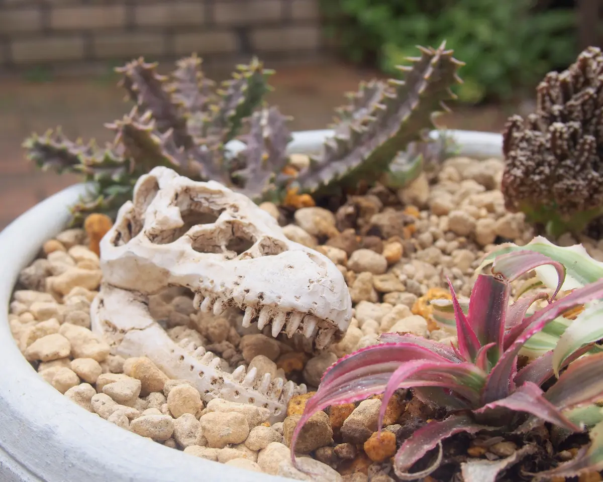 清国　竜エラーコ　2点　両面龍　多肉まとめ売　希少　整理品 清国 竜エラーコ 2点 両面龍 多肉まとめ売 希少 整理品