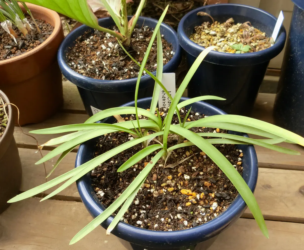 葉っぱ、立つ♪｜園芸日記byネムネコ｜みんなの趣味の園芸｜449039