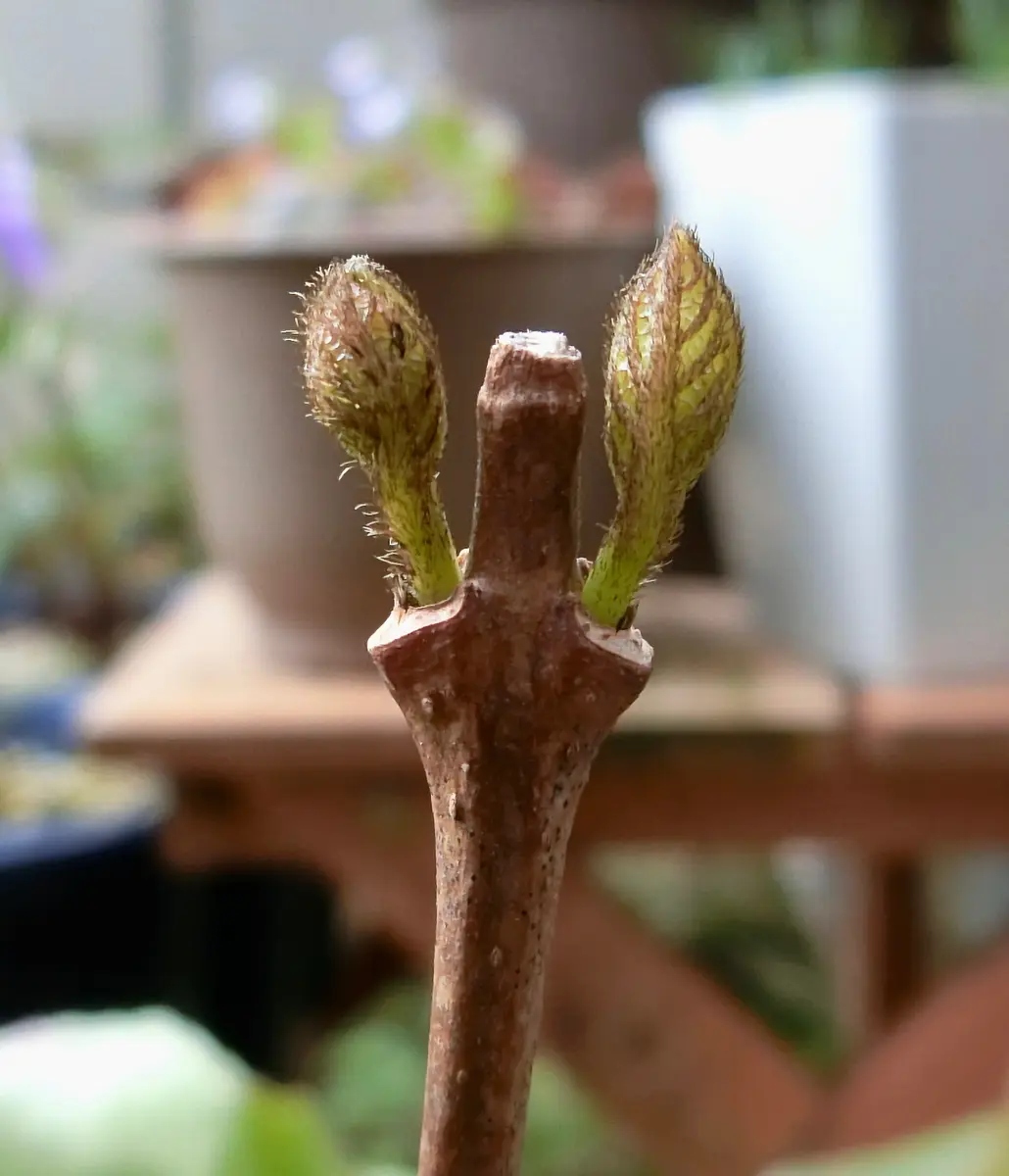 葉っぱ、立つ♪｜園芸日記byネムネコ｜みんなの趣味の園芸｜449039