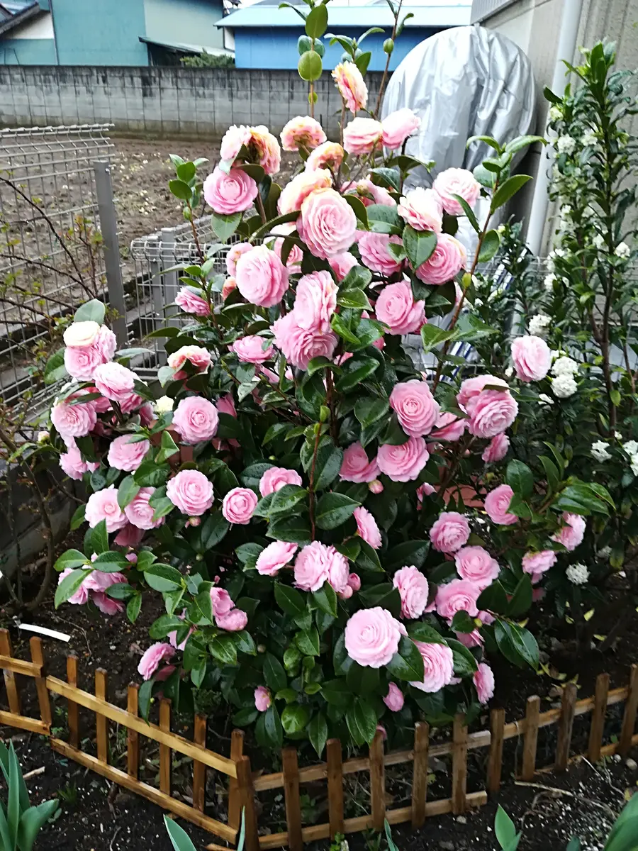 乙女椿満開｜園芸日記by千奈｜みんなの趣味の園芸｜449820