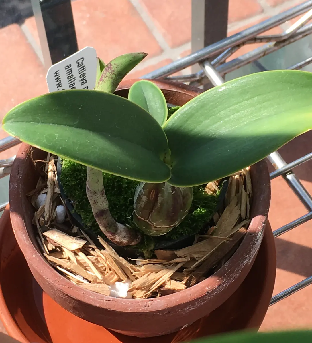 カトレア　ノビリオール 手乗りサイズのカトレア、ノビリオール｜園芸日記bymo'mo｜みんなの