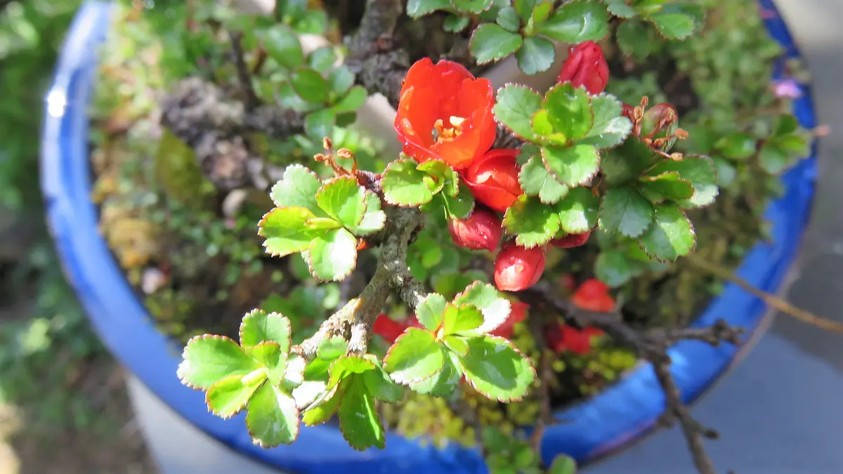 白木瓜「白寿」と長寿梅の寄せ植え｜園芸日記byshinji70｜みんなの趣味