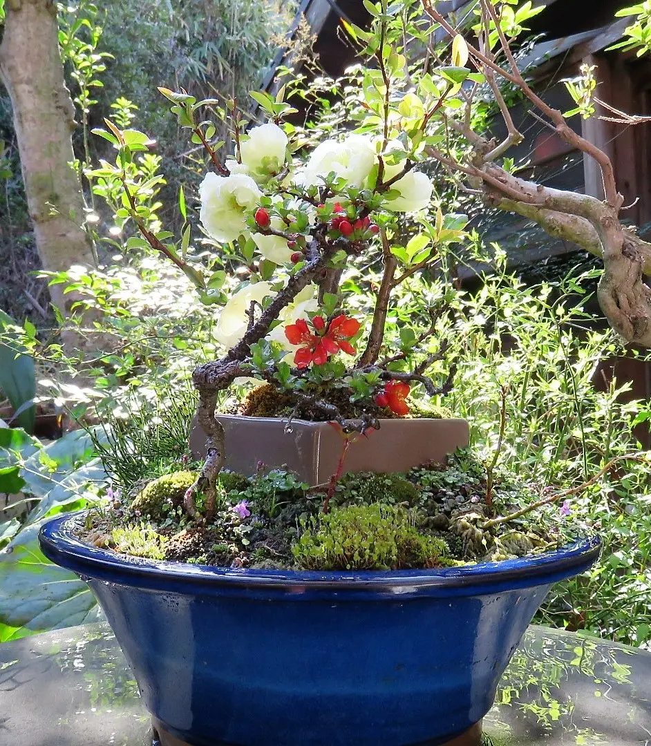 白木瓜「白寿」と長寿梅の寄せ植え｜園芸日記byshinji70｜みんなの趣味