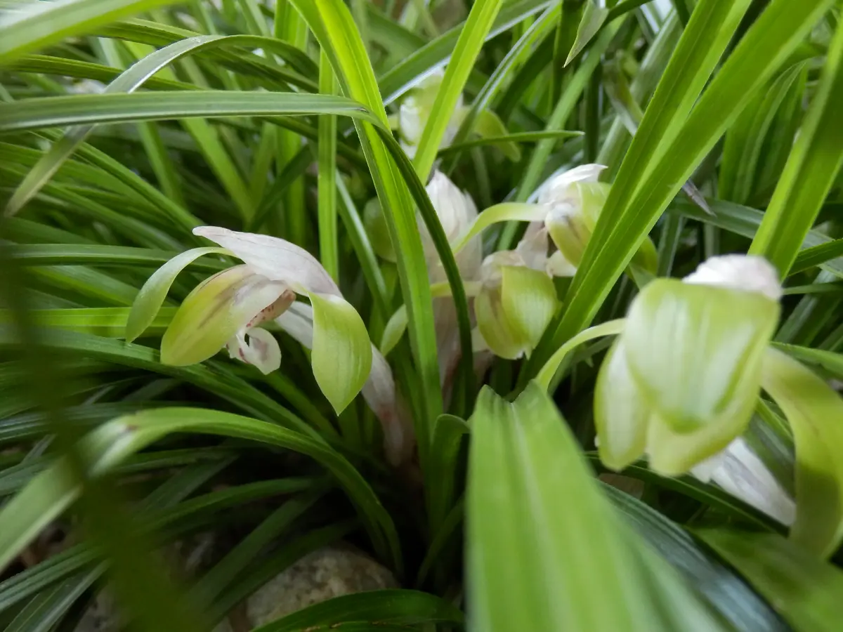 春蘭＊開花株＊5つの可憐なお花が咲いています】天然/野生/里山自生/山野草