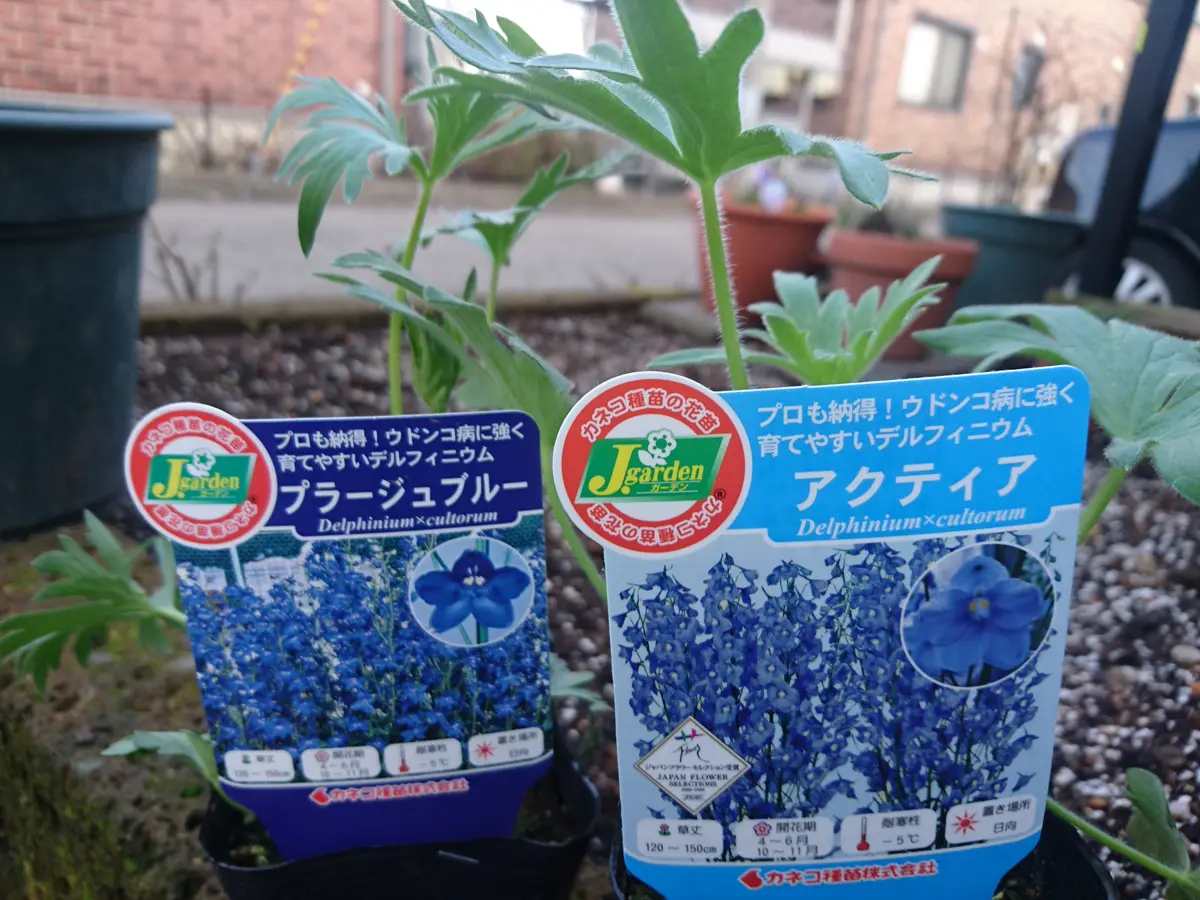 デルフィニウムが来た！｜園芸日記byあづき｜みんなの趣味の園芸