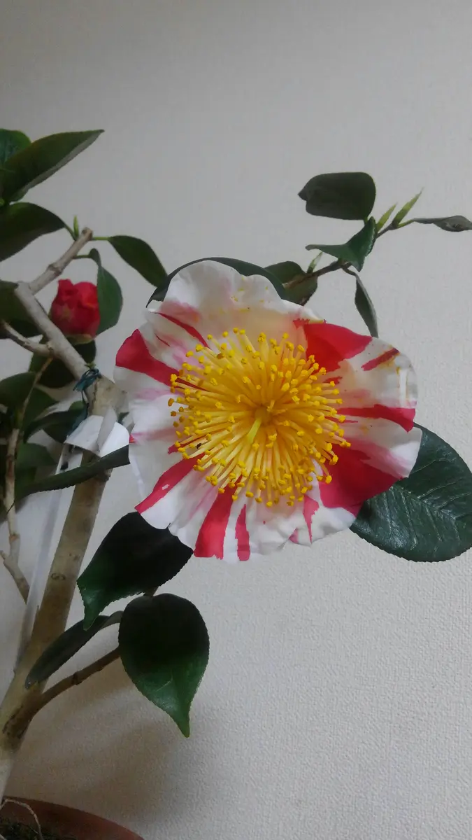 椿(肥後京錦)|園芸日記byスバル|みんなの趣味の園芸|451659 椿(肥後京錦)|園芸日記byスバル|みんなの趣味の園芸|451659